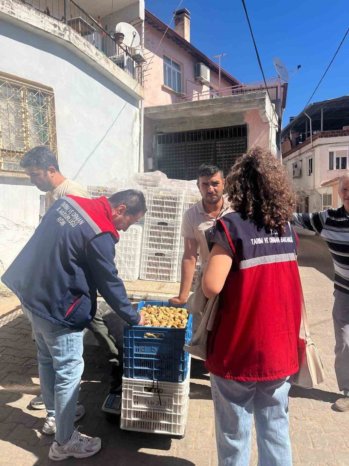 Aydın incirinin güvenilirliği için sahada titiz denetim