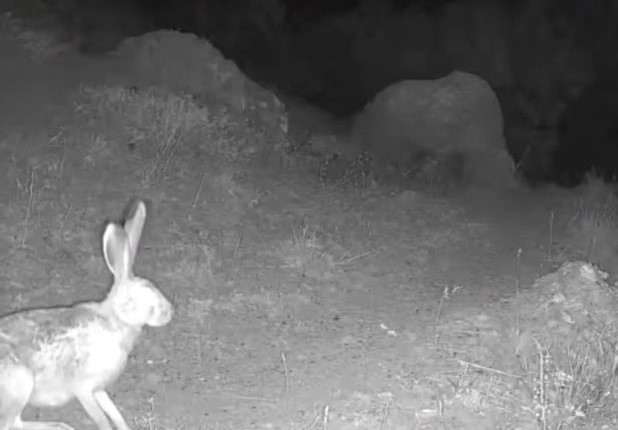 Tunceli’nin doğal yaşamı fotokapanla gözler önüne serildi