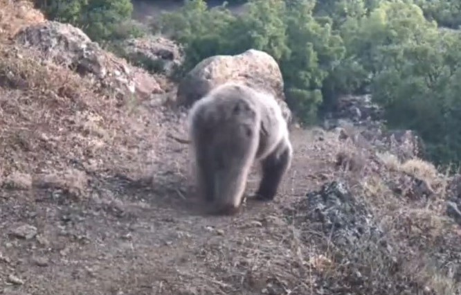 Tunceli’nin doğal yaşamı fotokapanla gözler önüne serildi