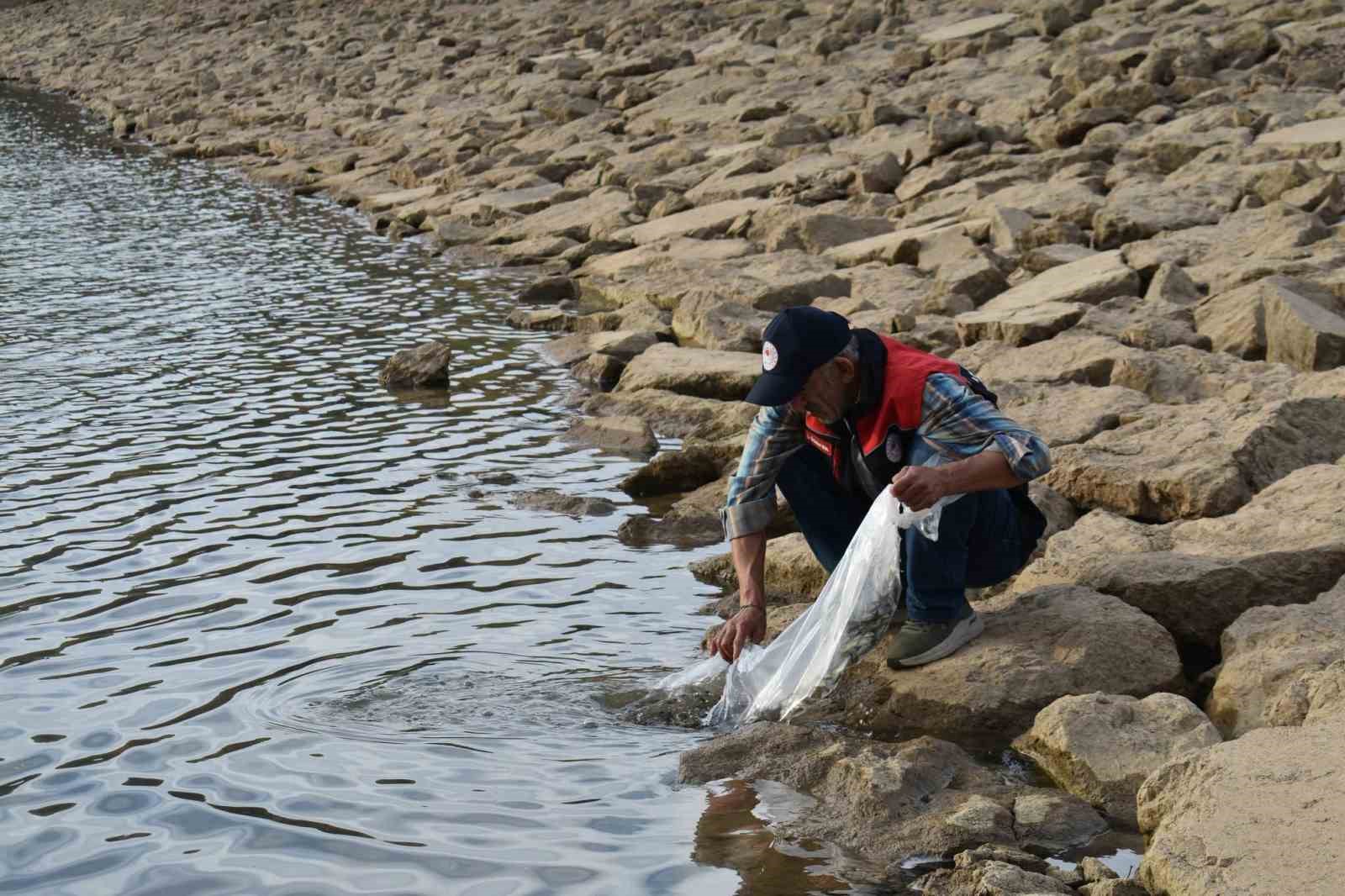 Bayburt’taki göletlere 150 bin sazan yavrusu bırakıldı