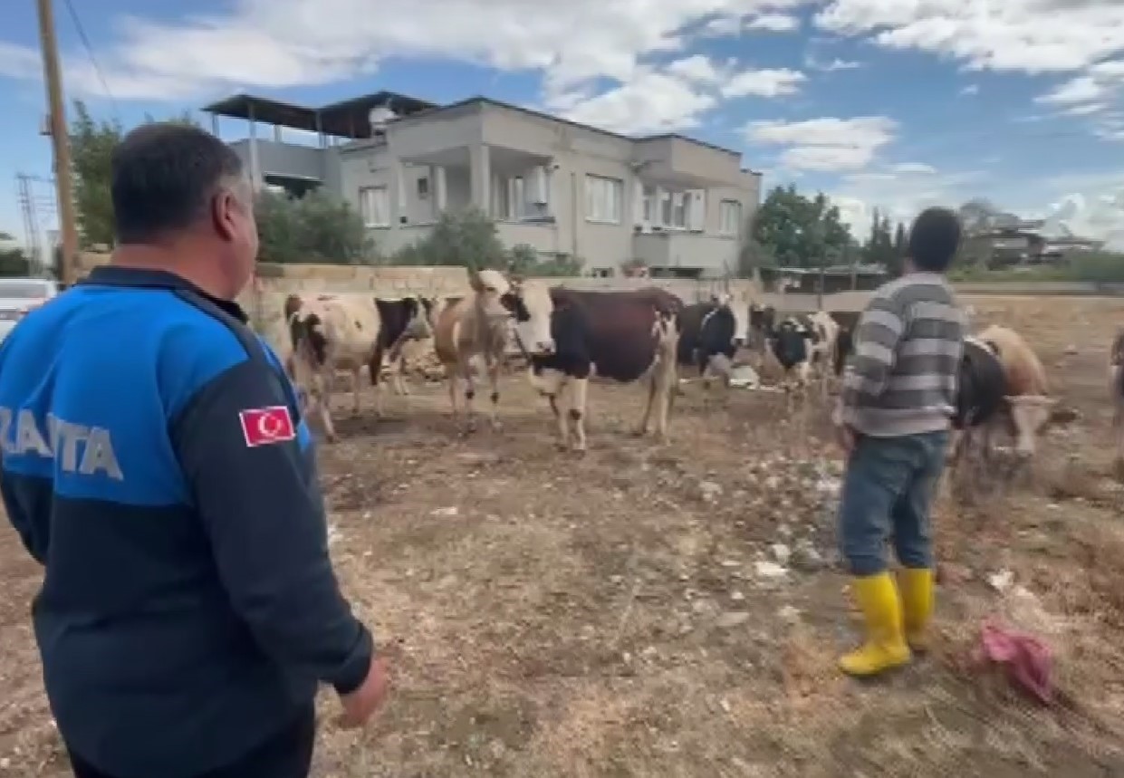 İslahiye’de kaybolan 17 büyükbaş, kulak küpelerinden sahibi tespit edilerek teslim edildi