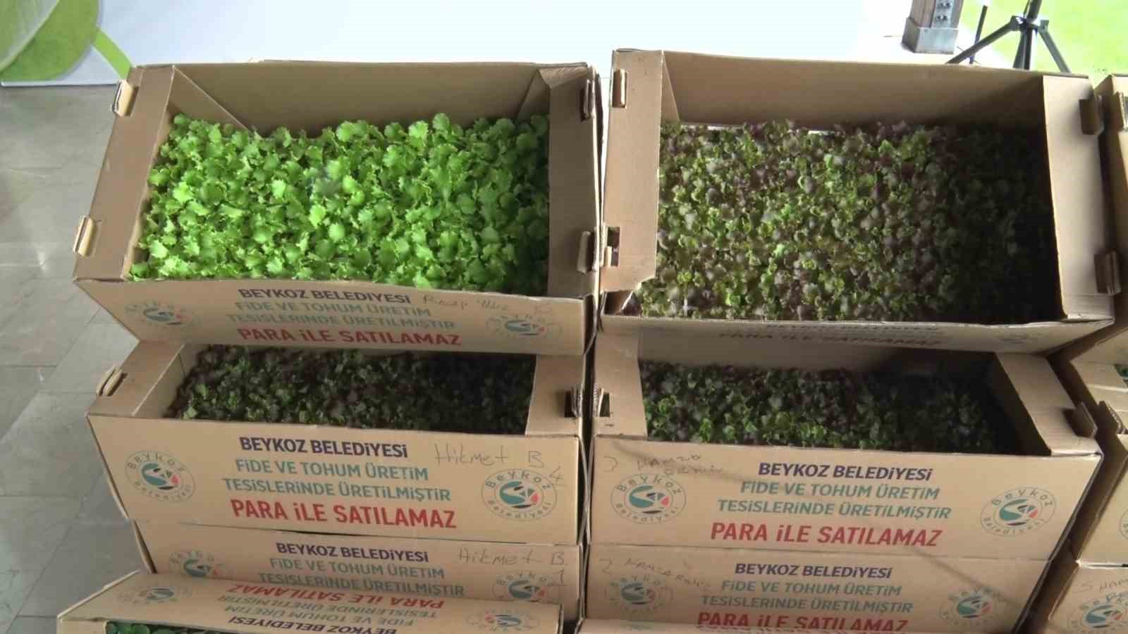 Beykoz’da çiftçilere 625 bin kışlık fide desteği