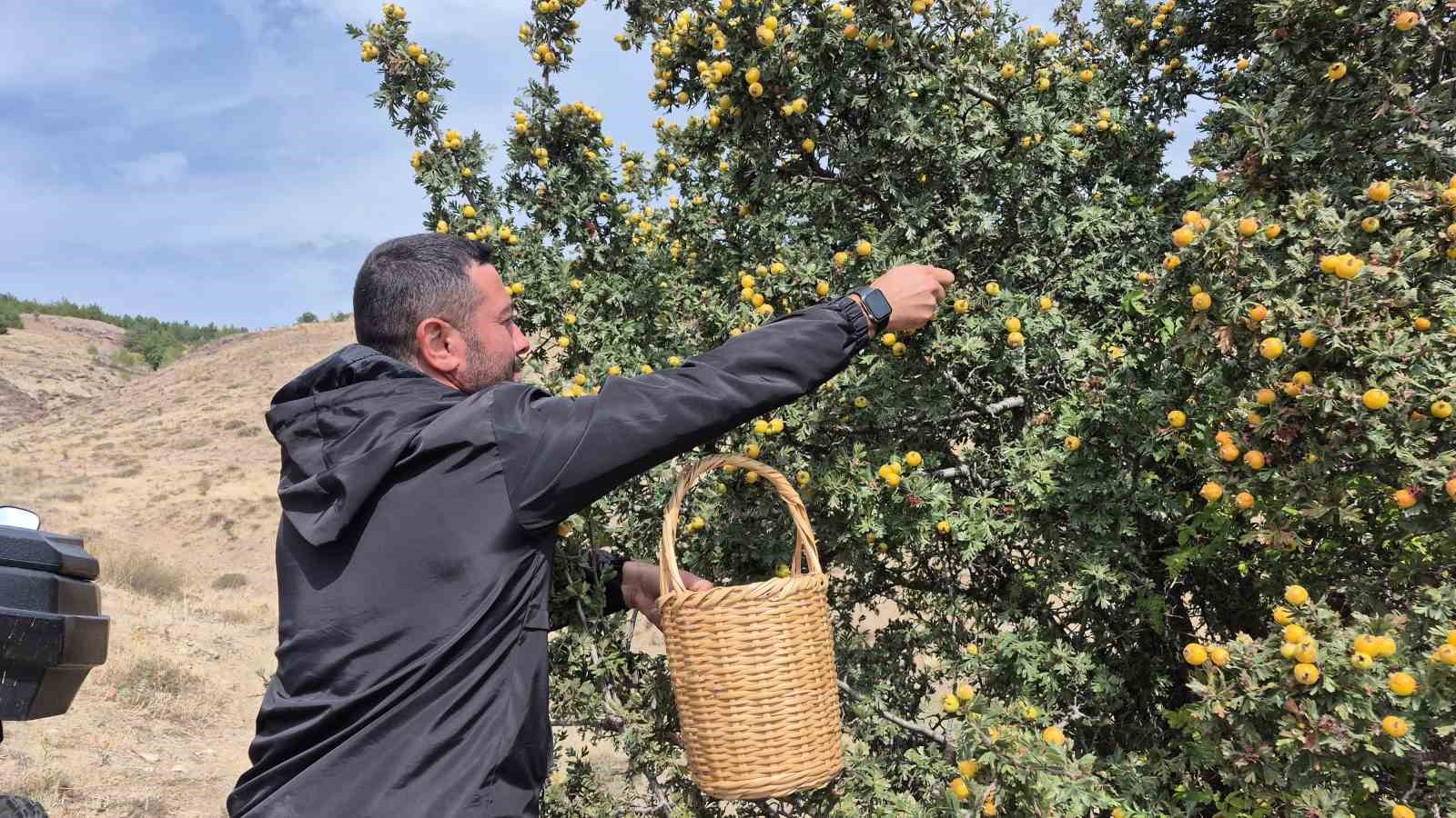 Doğada kendiliğinden yetişiyor faydaları saymakla bitmiyor