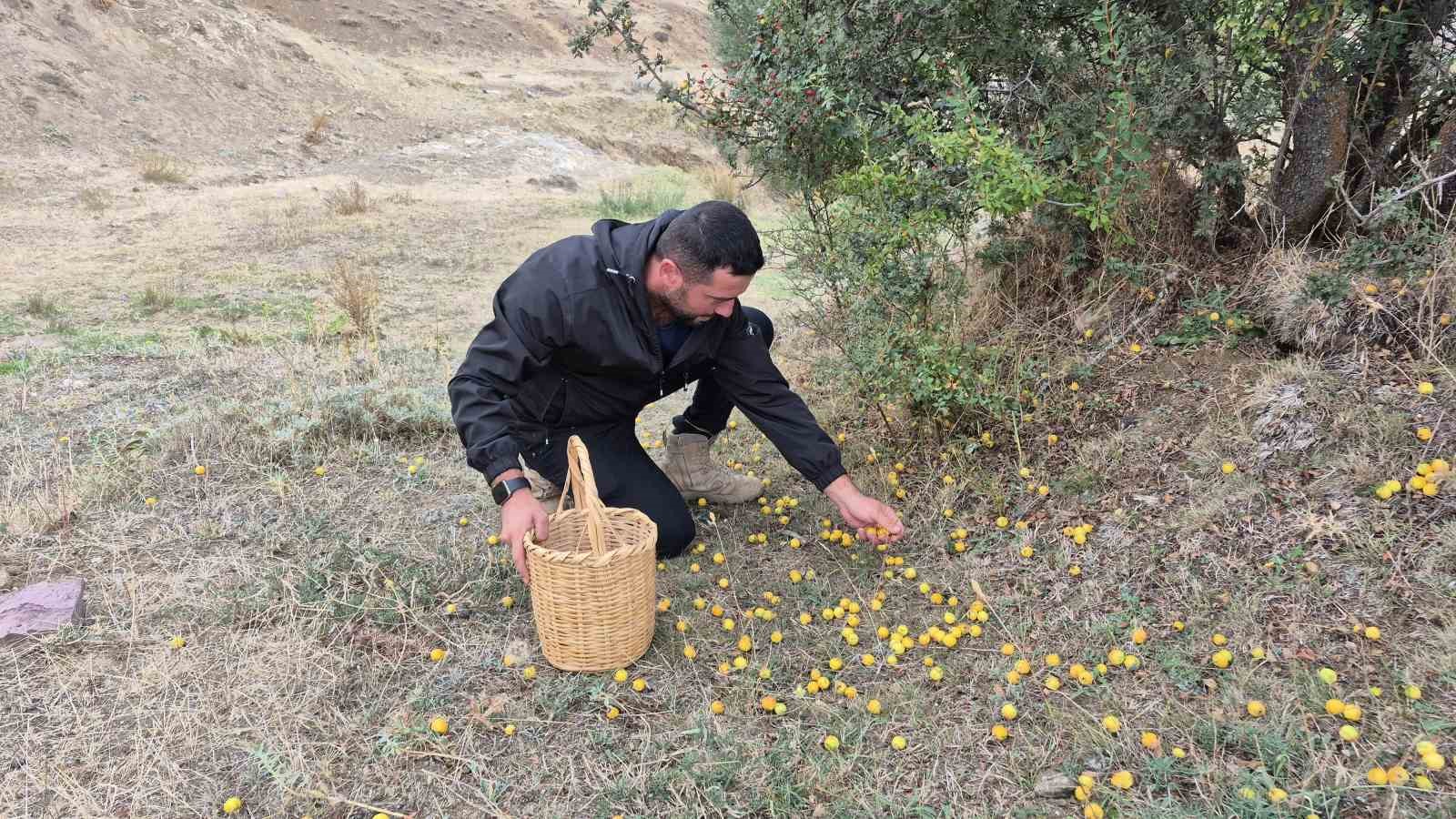 Doğada kendiliğinden yetişiyor faydaları saymakla bitmiyor