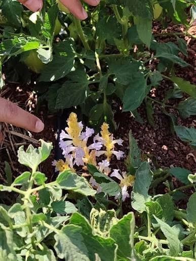Buharkent’te domates üreticilerine ’canavar otu’ uyarısı