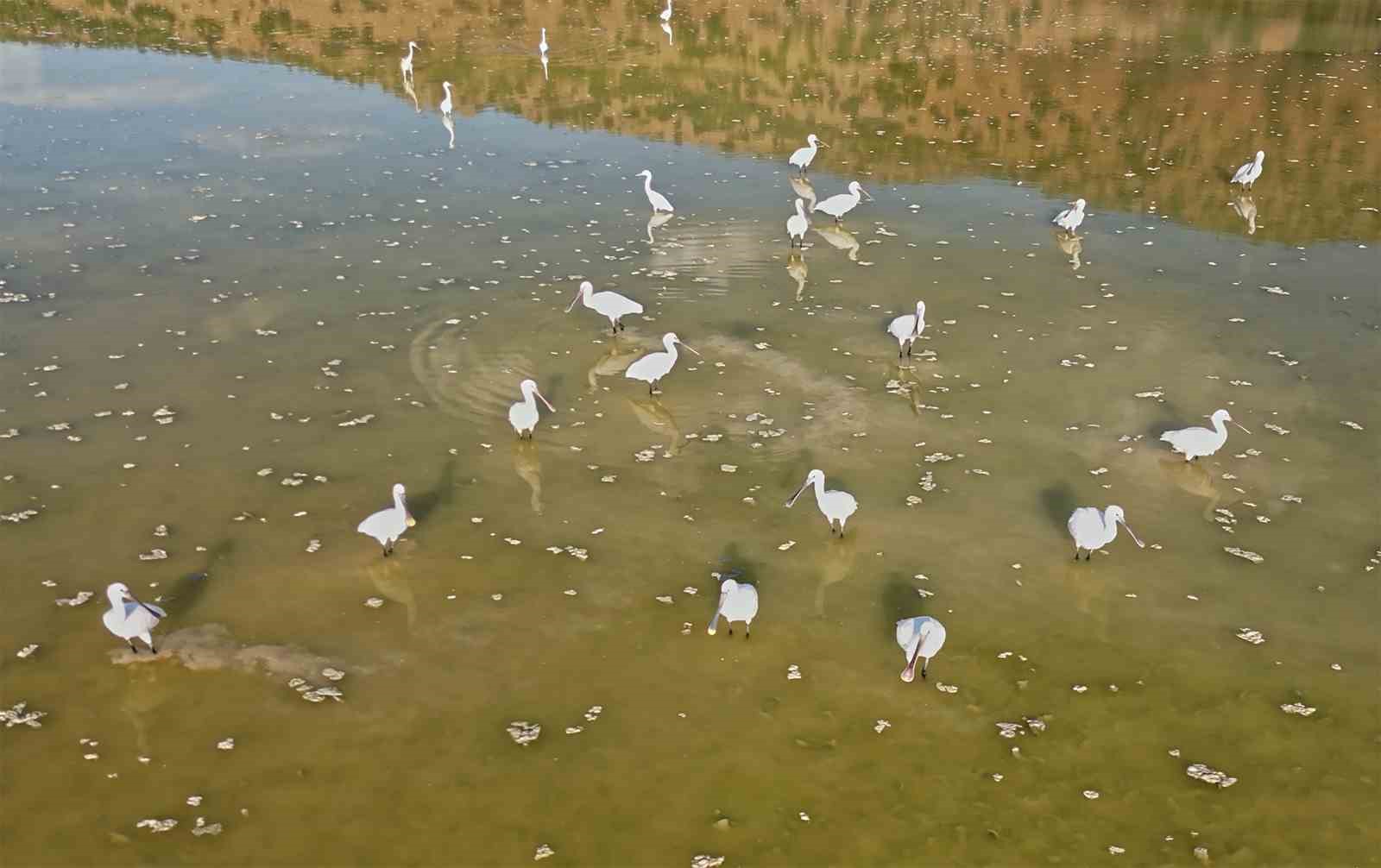 Kaşık gagalı misafirler Bitlis’te görüntülendi