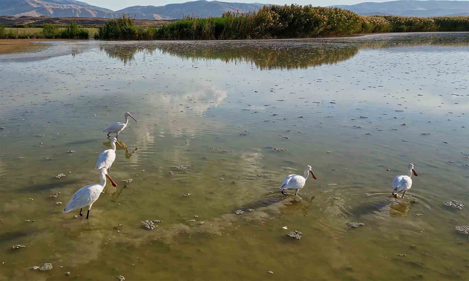 Kaşık gagalı misafirler Bitlis’te görüntülendi