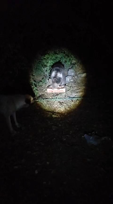Köpeklerin havlamasına aldırmayan ayı, yemeğini sakince yedi