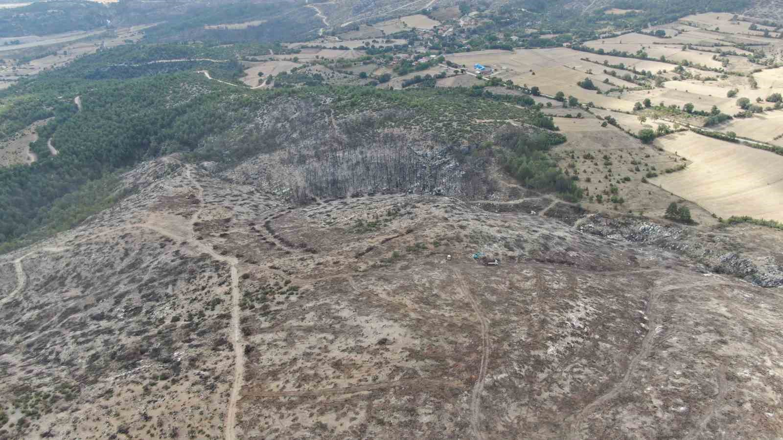 2 bin 736 hektar zarar görmüştü: Yanan orman yeniden yeşerecek