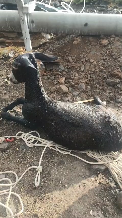 Elazığ’da kuyuya düşen eşek kurtarıldı