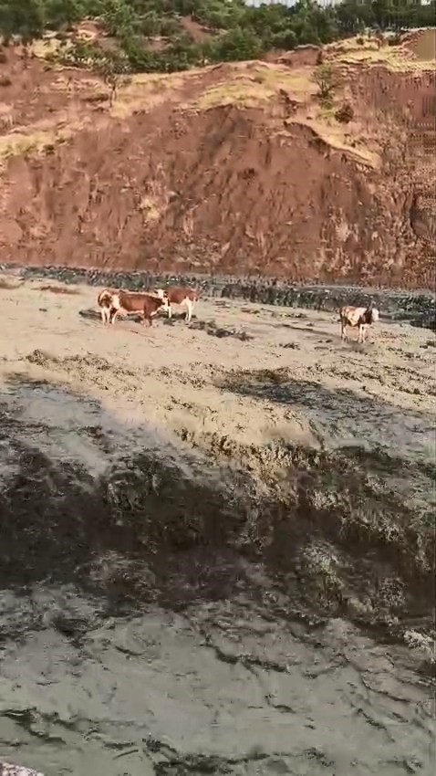 Elazığ’da selde inekler mahsur kaldı