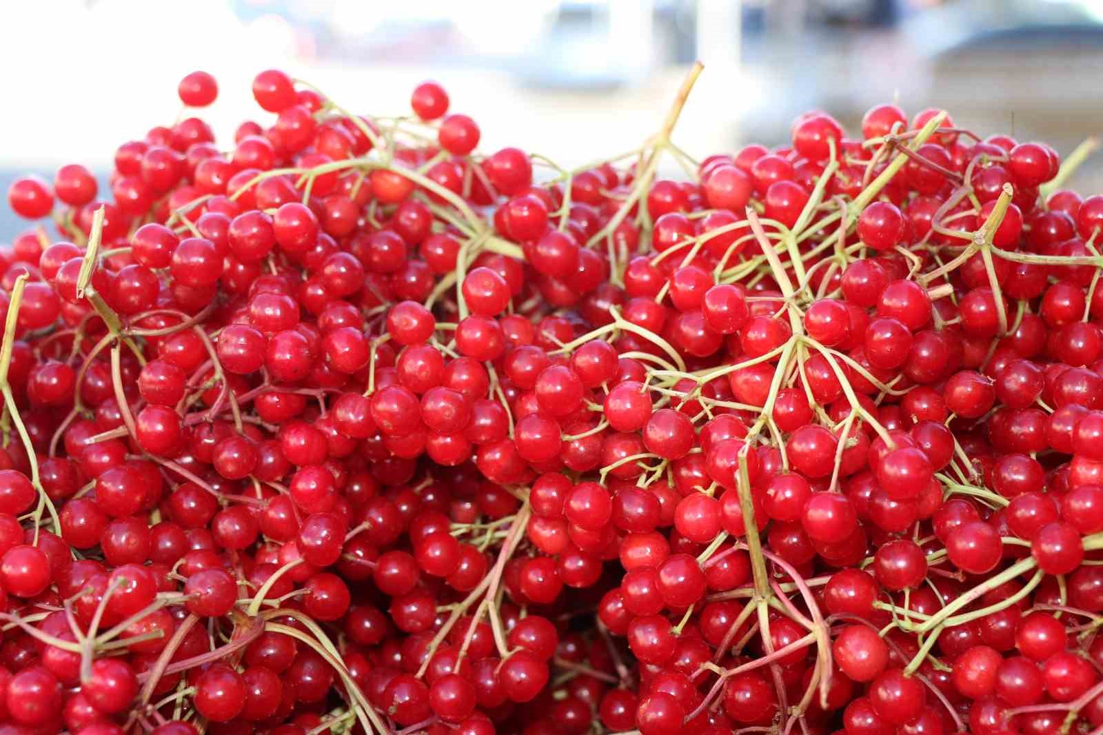 Erzincan’da "gençlik iksiri" olarak bilinen gilaburu tezgahlarda
