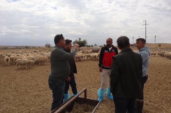 Karapınar’da hayvancılık işletmelerinin faaliyetleri incelendi