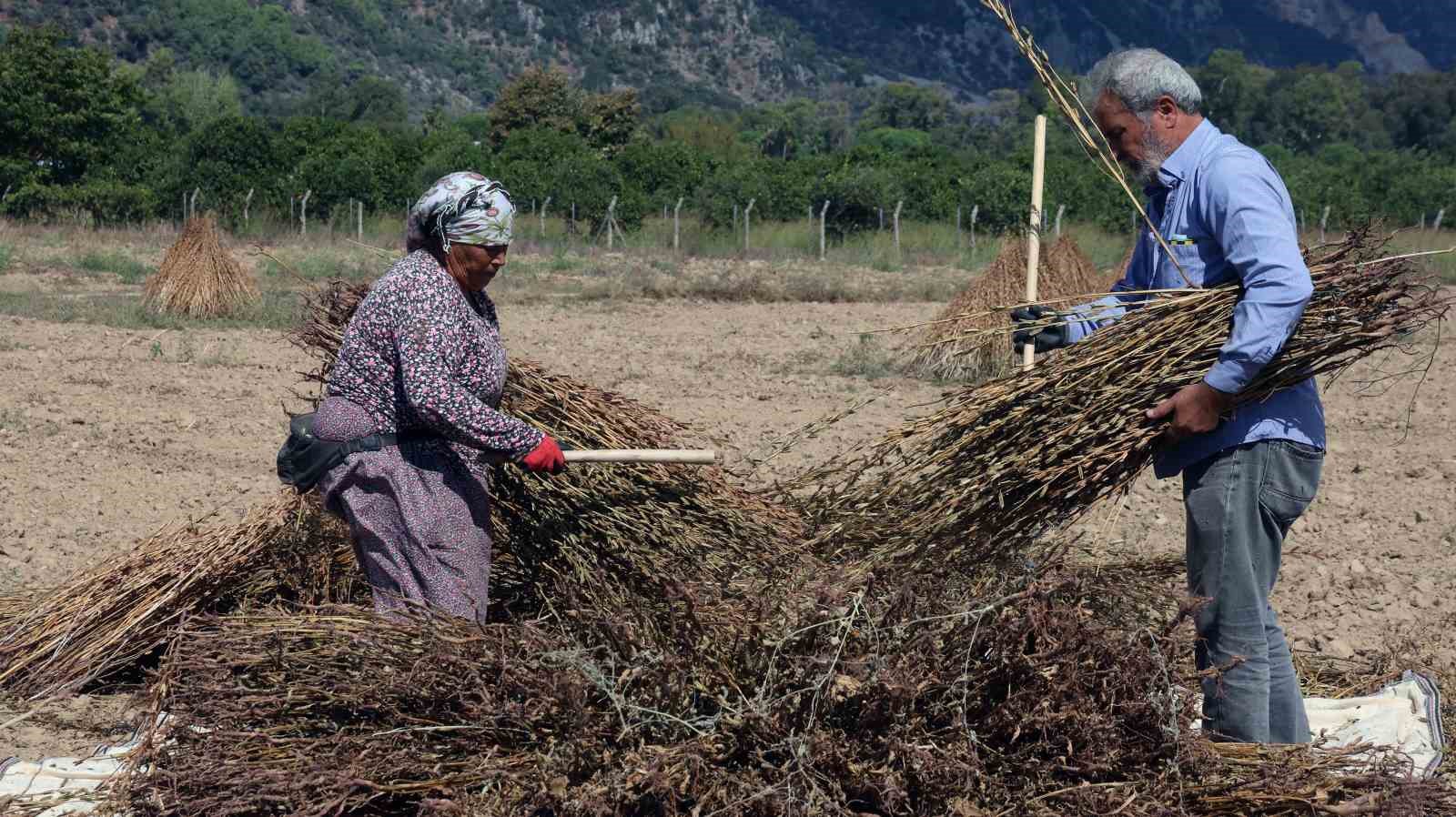 Altın susamın Japonya yolculuğu başlıyor