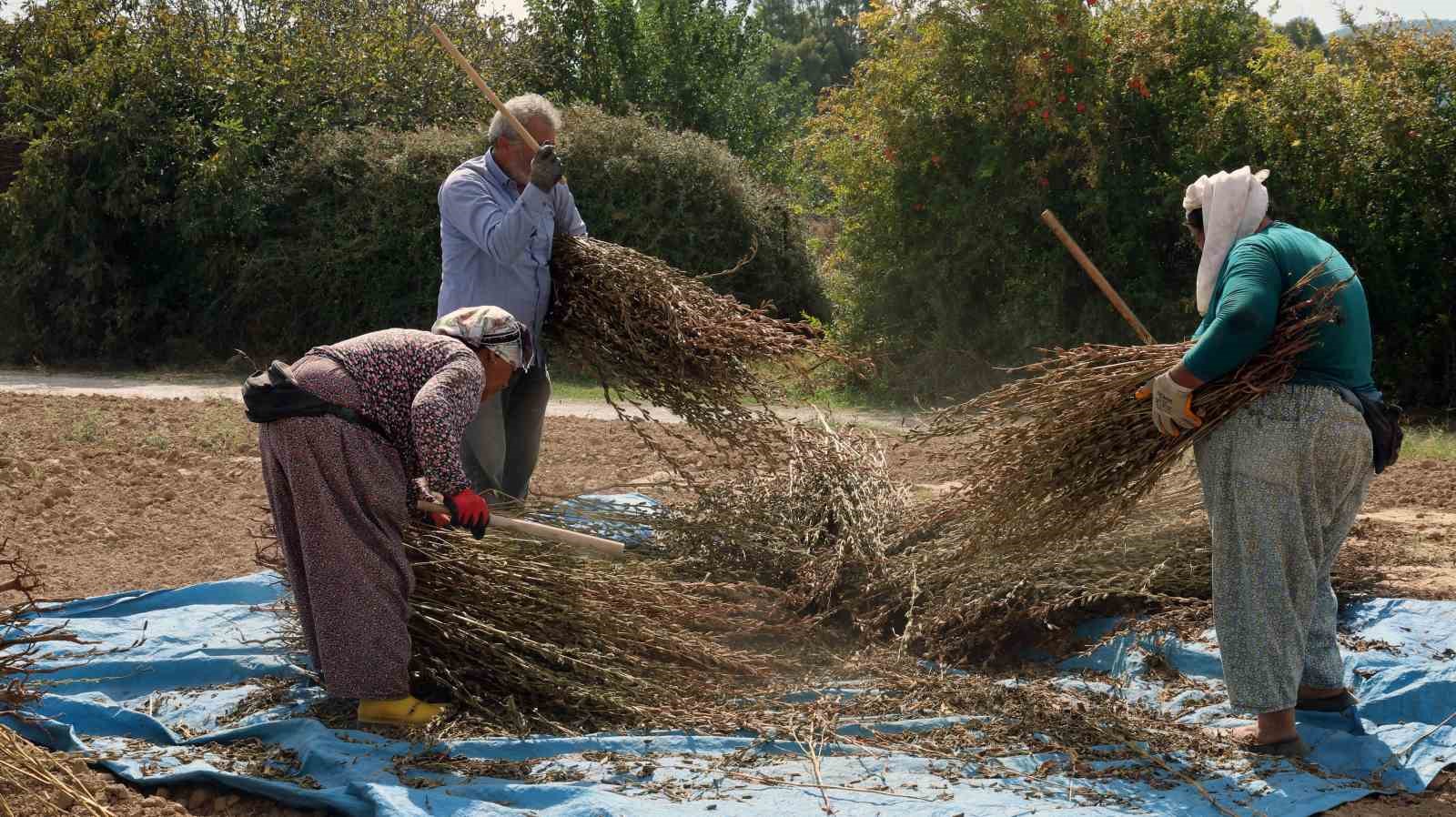Altın susamın Japonya yolculuğu başlıyor