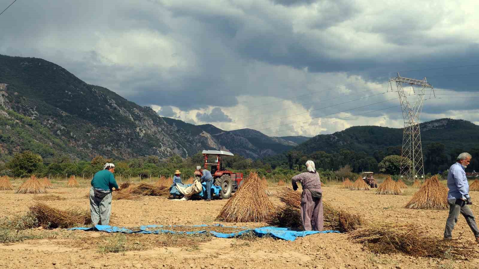 Altın susamın Japonya yolculuğu başlıyor