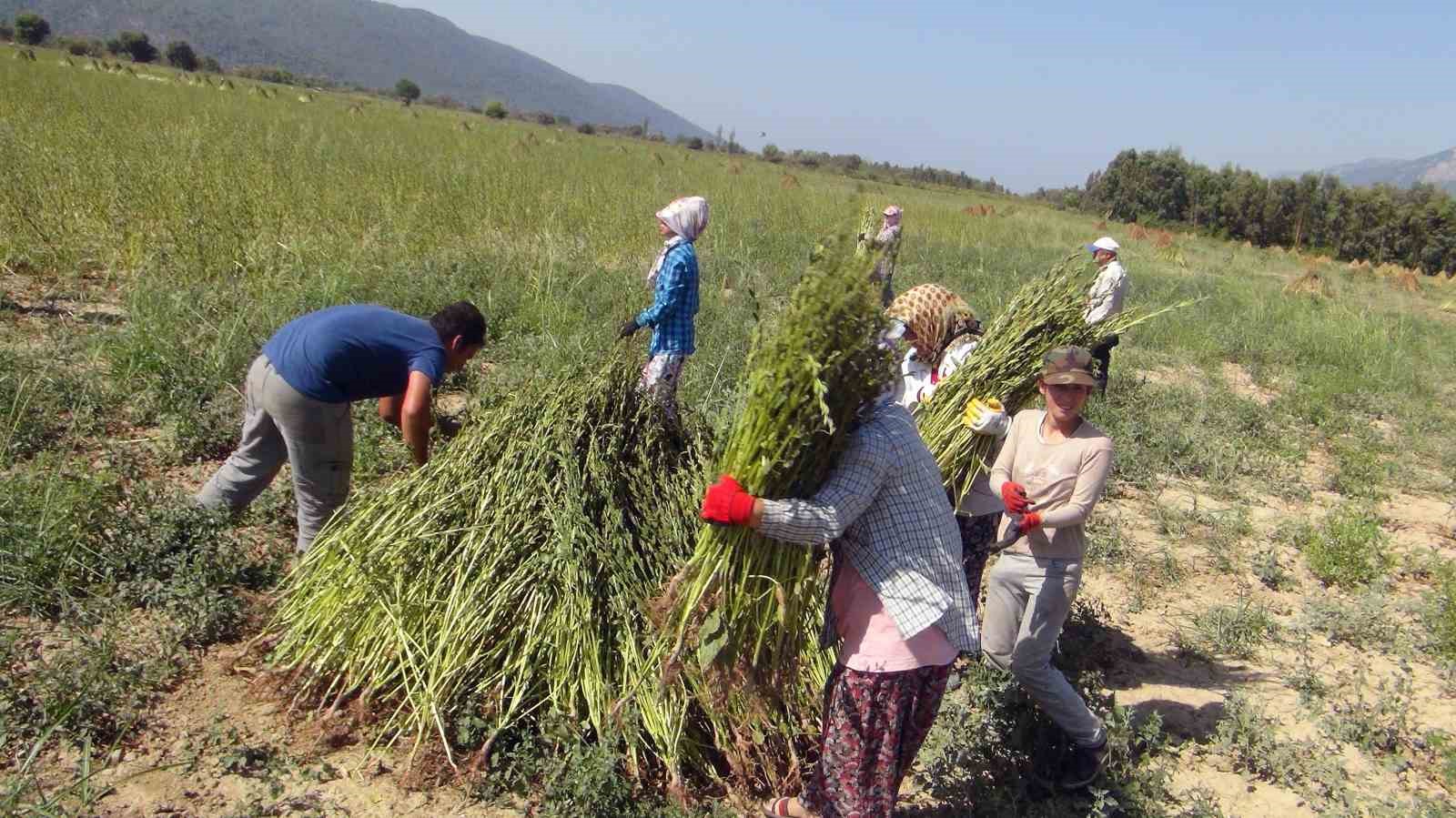 Altın susamın Japonya yolculuğu başlıyor