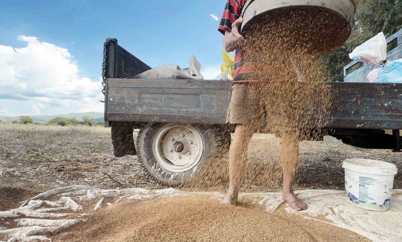 Altın susamın Japonya yolculuğu başlıyor