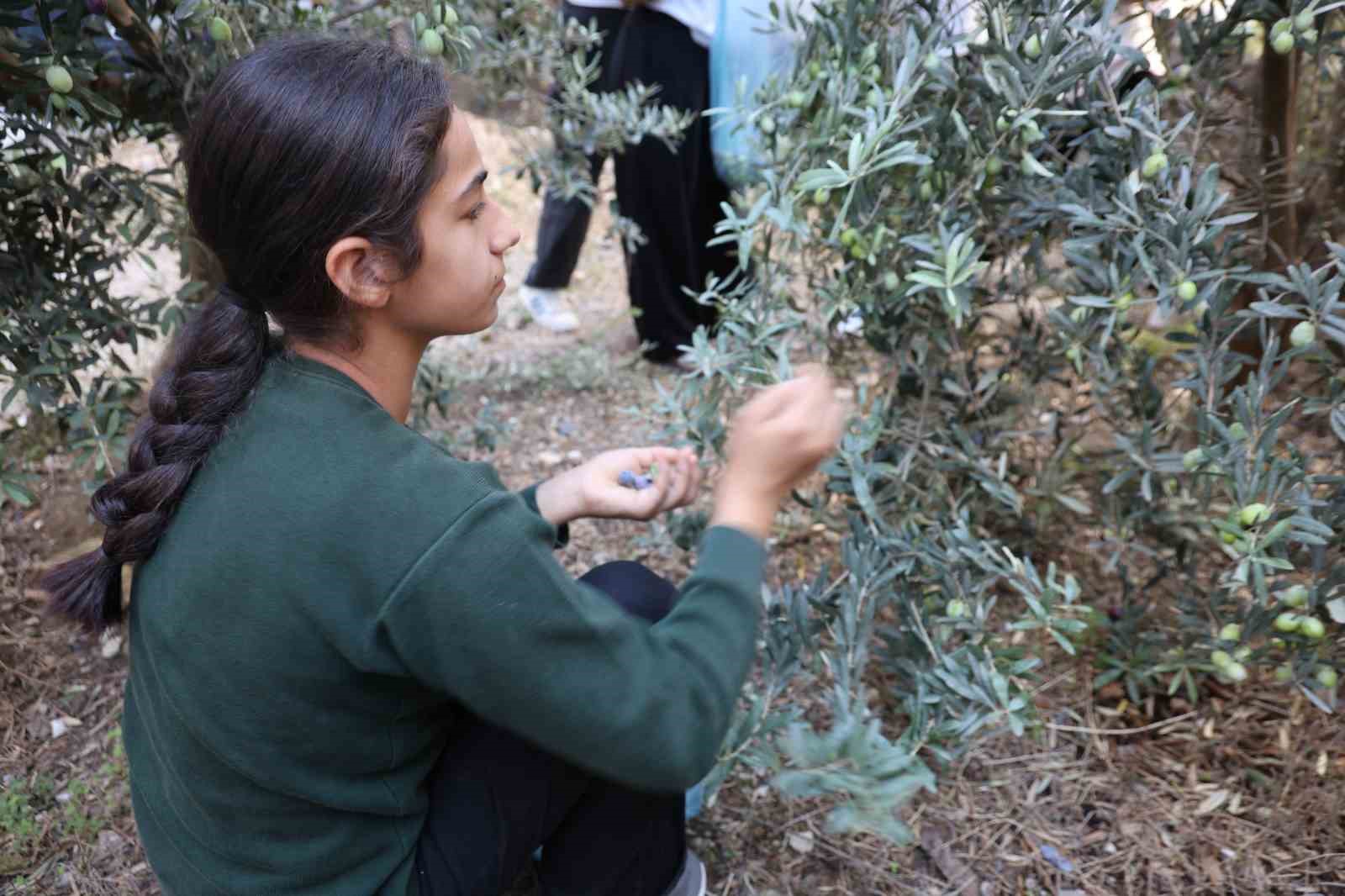 Adana’da öğrenciler 1. sınıfta diktikleri zeytinlerin 8. sınıfta hasadını yaptılar