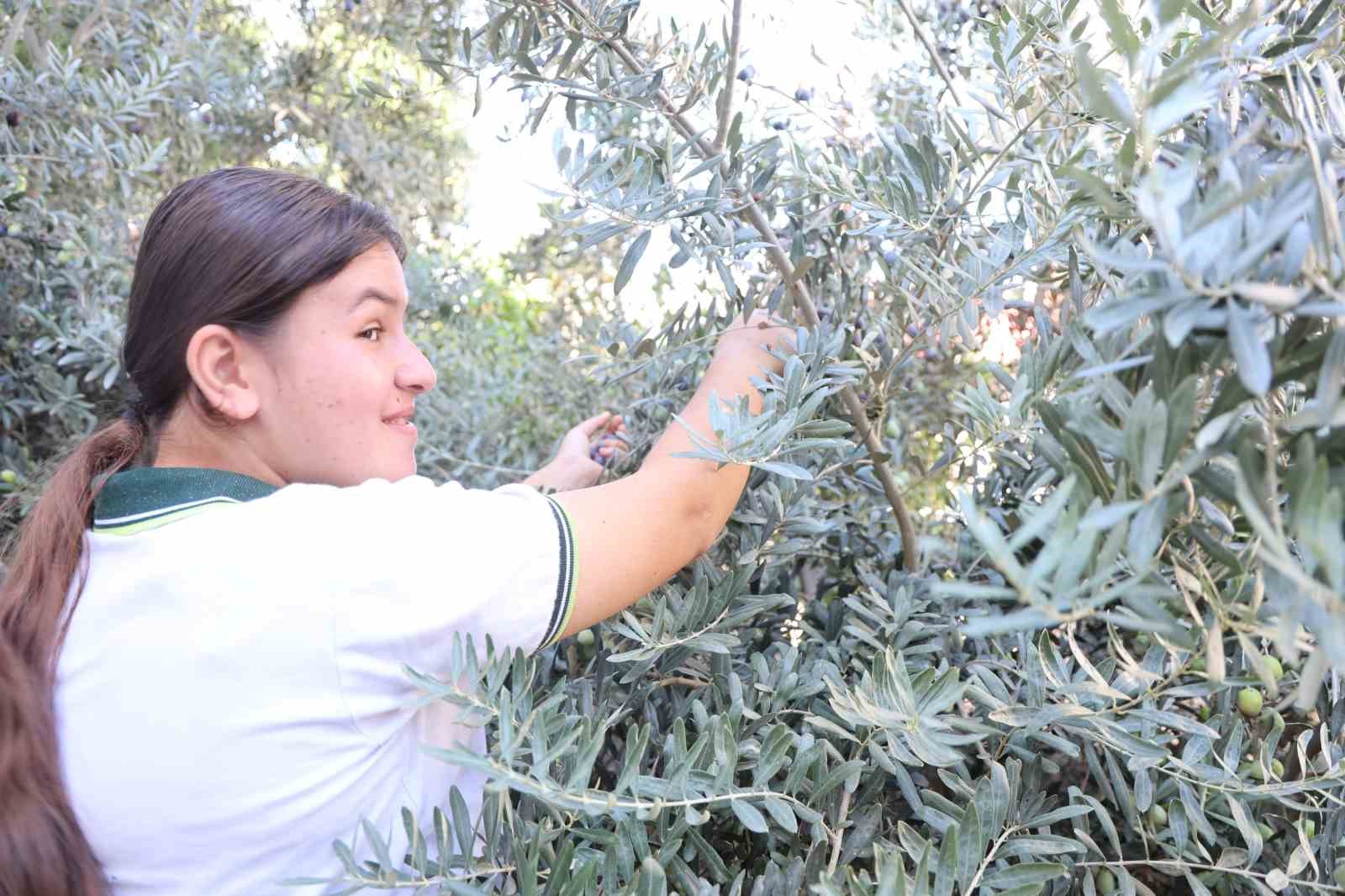Adana’da öğrenciler 1. sınıfta diktikleri zeytinlerin 8. sınıfta hasadını yaptılar