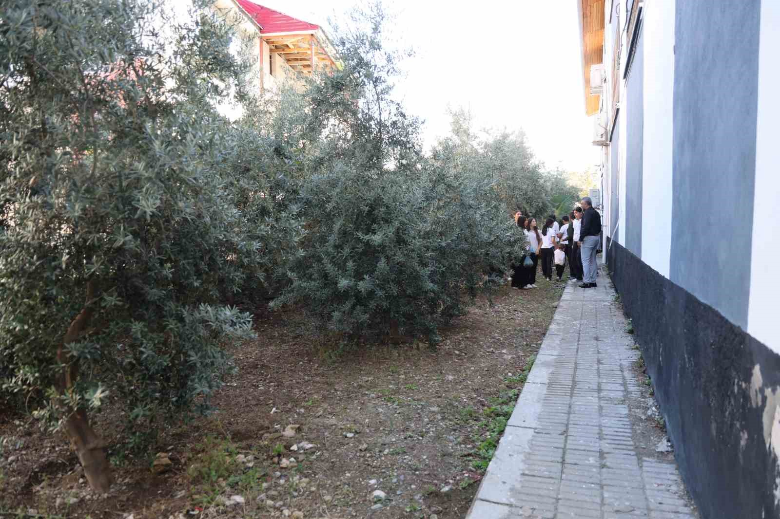 Adana’da öğrenciler 1. sınıfta diktikleri zeytinlerin 8. sınıfta hasadını yaptılar