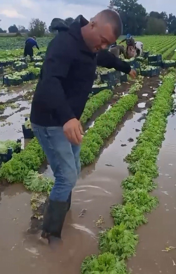 Göle dönen tarlalarda üreticiler mahsulleri kurtarmak için zamana karşı yarışıyor