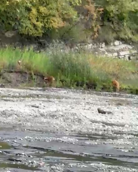 Kastamonu’da dereden su içen karacalar kameraya yansıdı