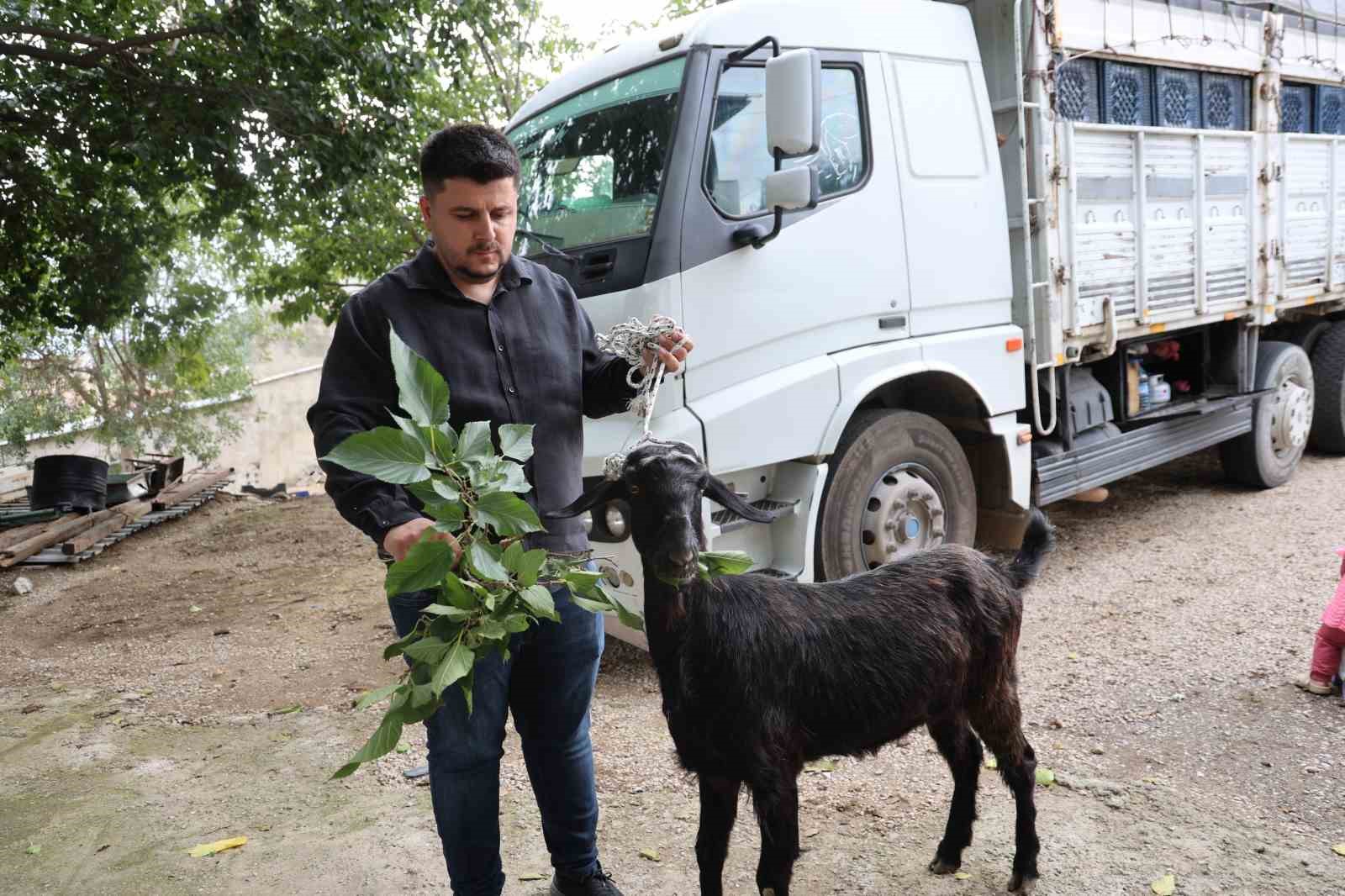 Damadın et sevgisini bilen arkadaşı düğünde keçi hediye etti