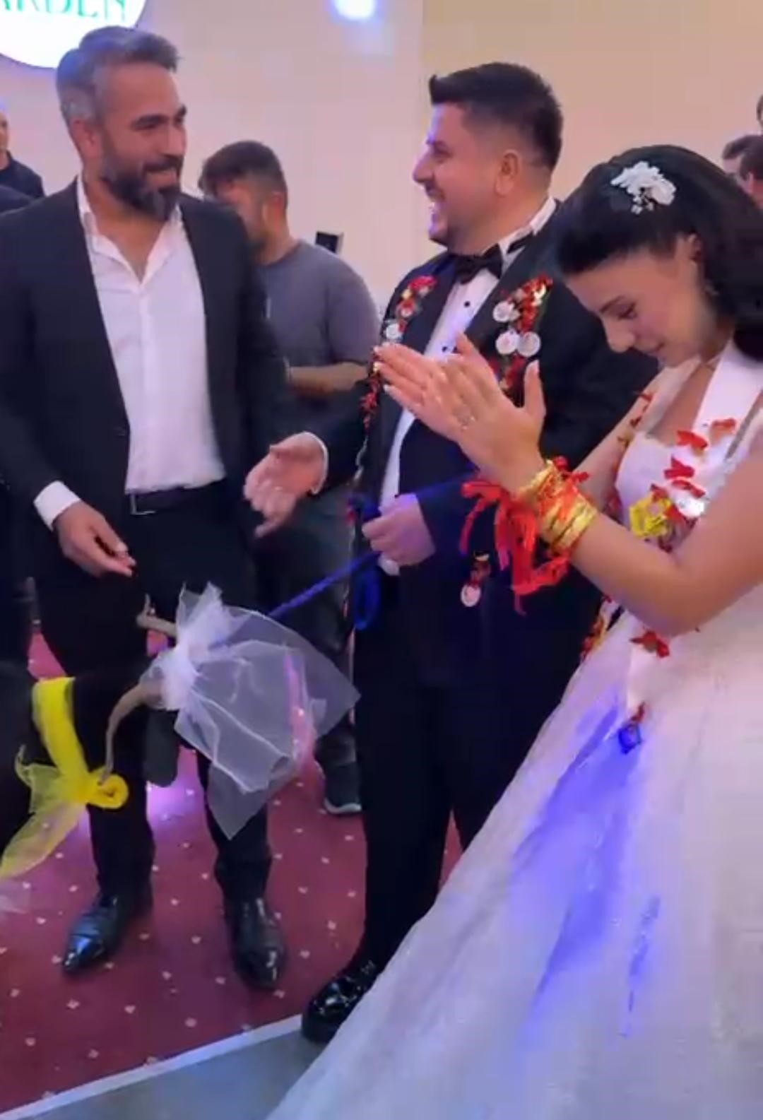 Damadın et sevgisini bilen arkadaşı düğünde keçi hediye etti