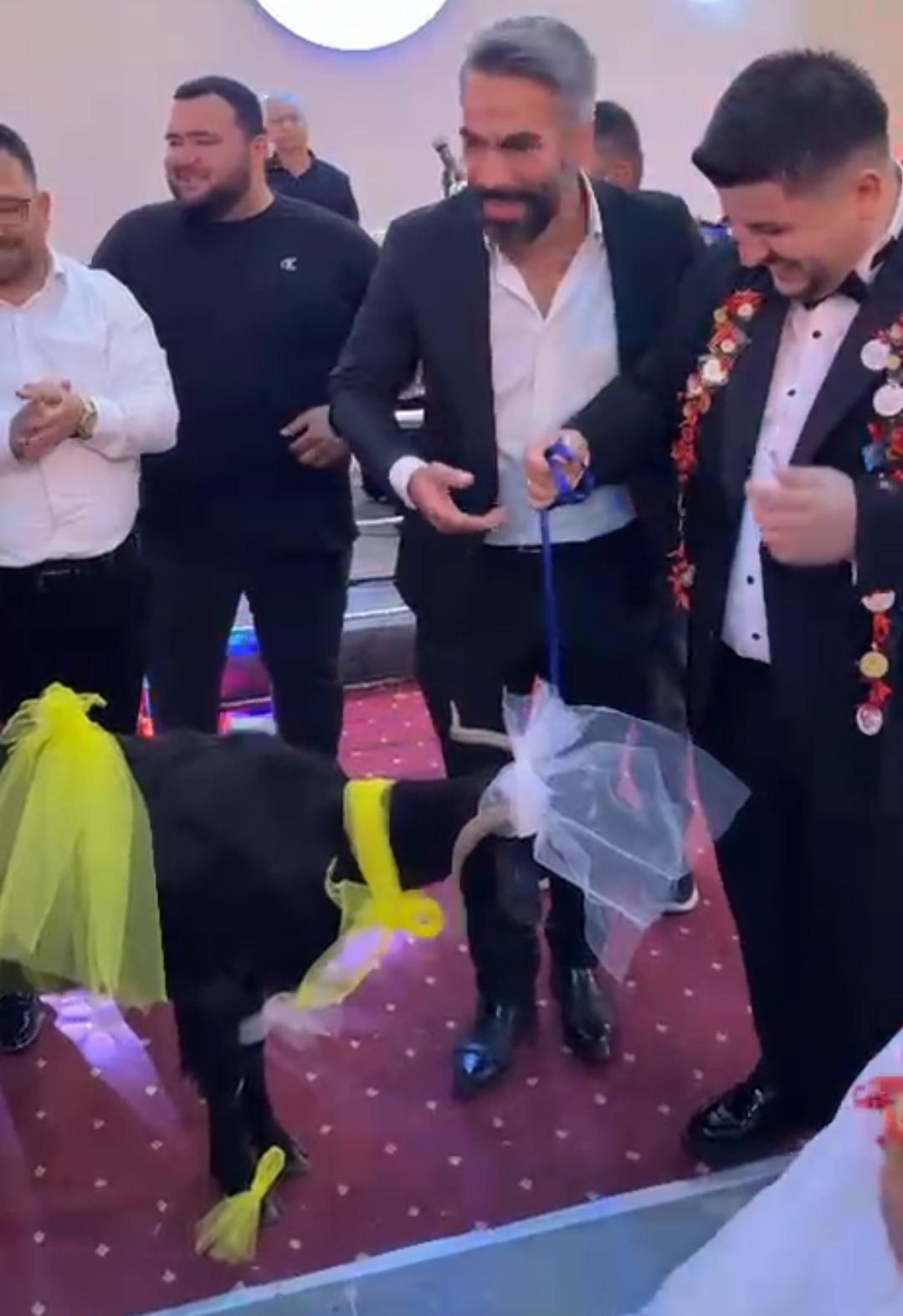 Damadın et sevgisini bilen arkadaşı düğünde keçi hediye etti
