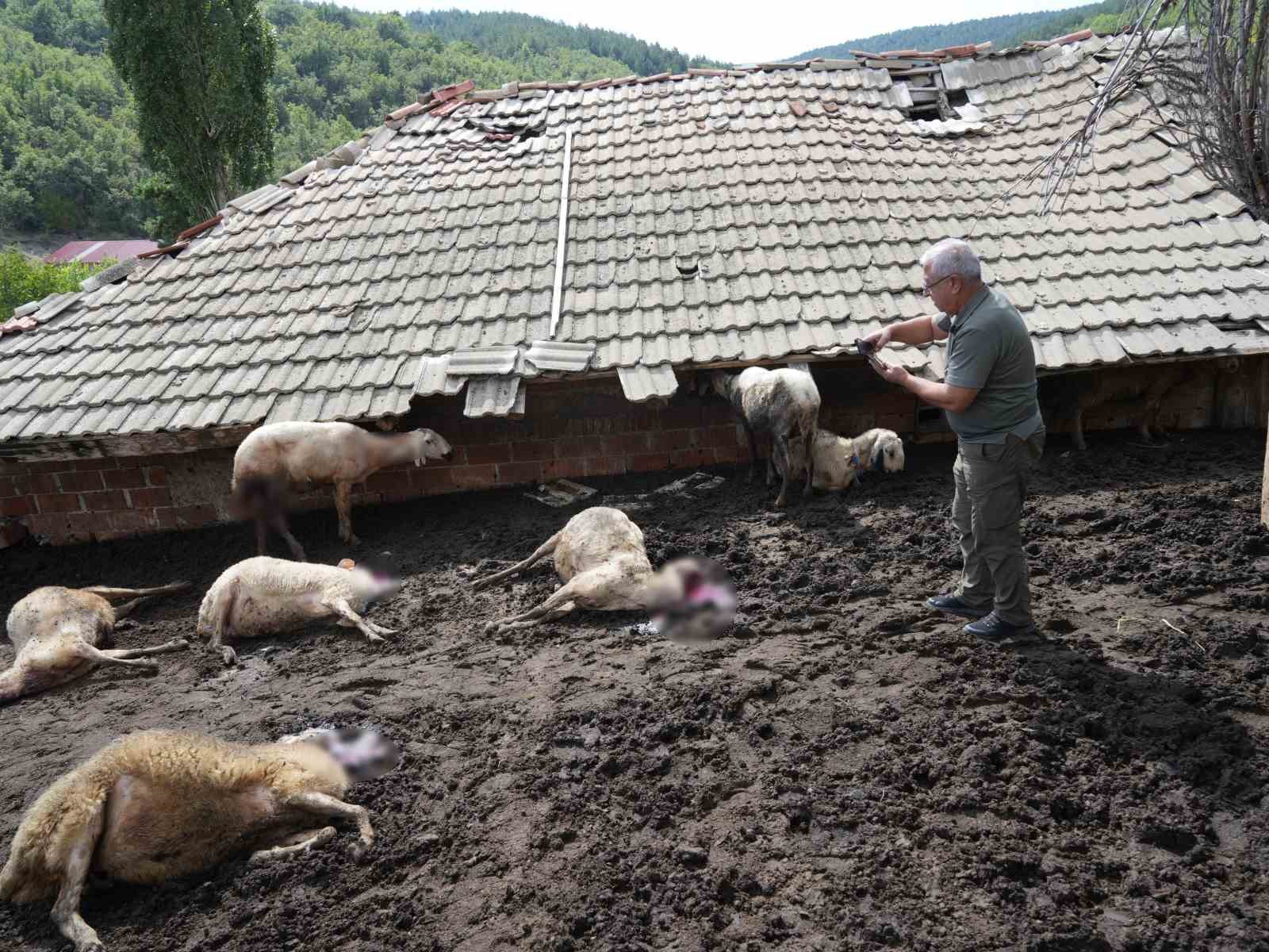 Ağıla giren kurtlar 18 koyunu telef etti, 11 koyunu yaraladı