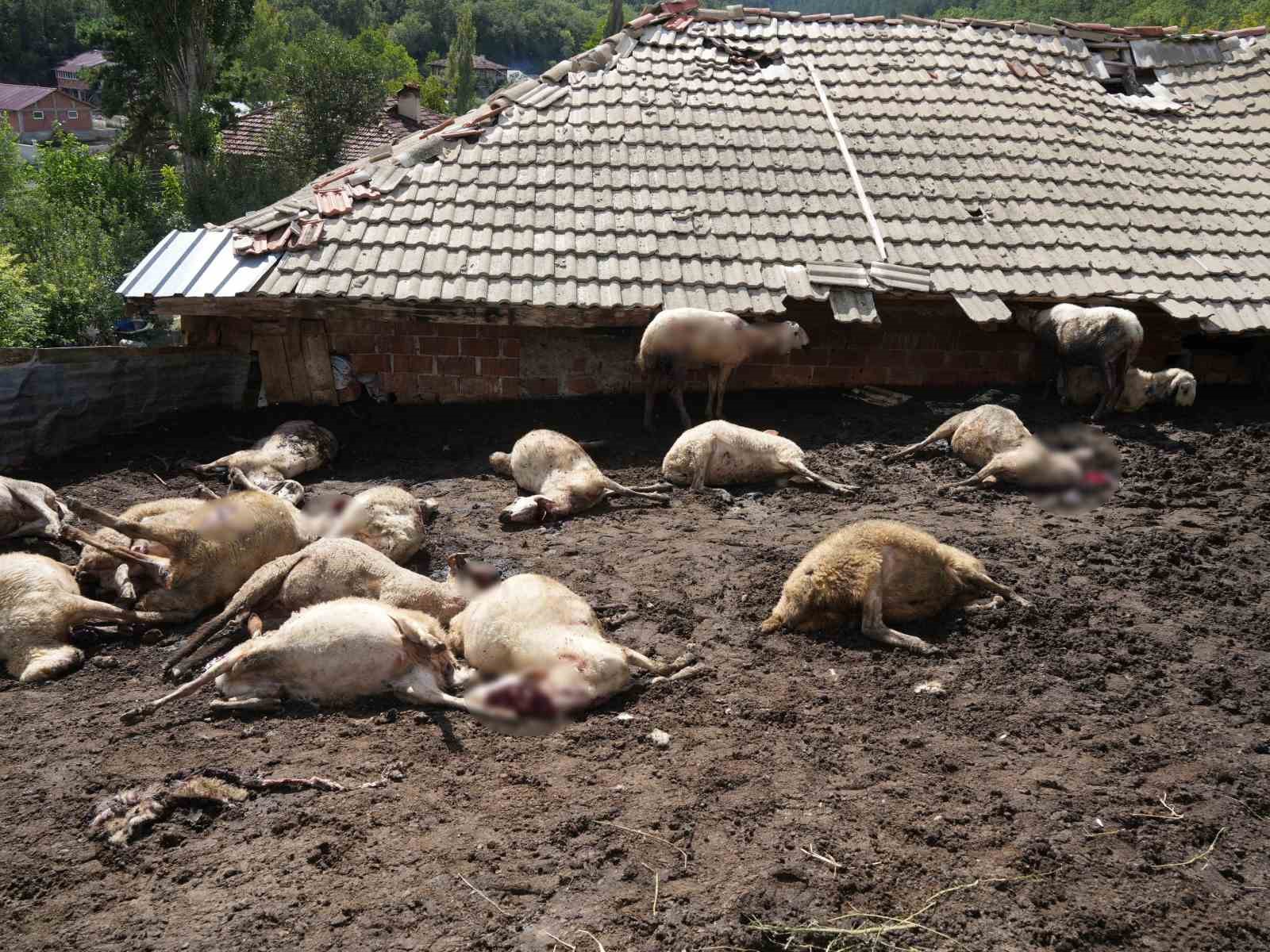 Ağıla giren kurtlar 18 koyunu telef etti, 11 koyunu yaraladı