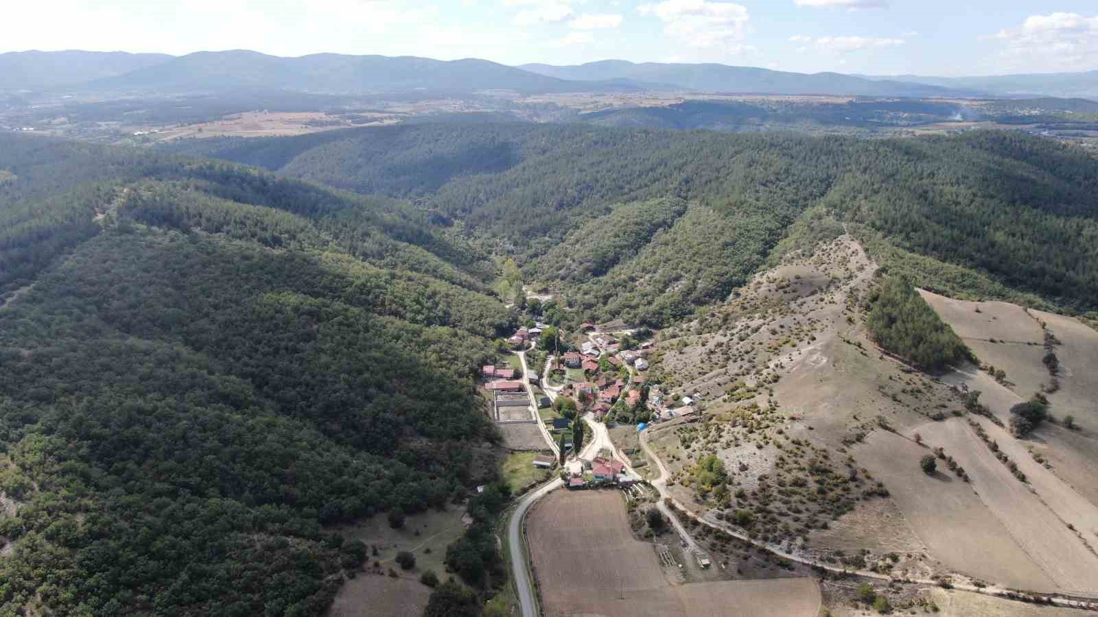 Ağıla giren kurtlar 18 koyunu telef etti, 11 koyunu yaraladı