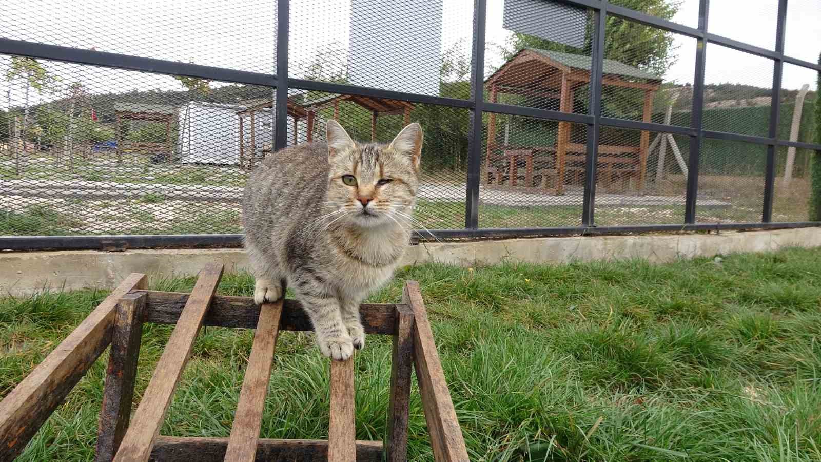 Yozgat Belediyesi Evcil Köy örnek oldu