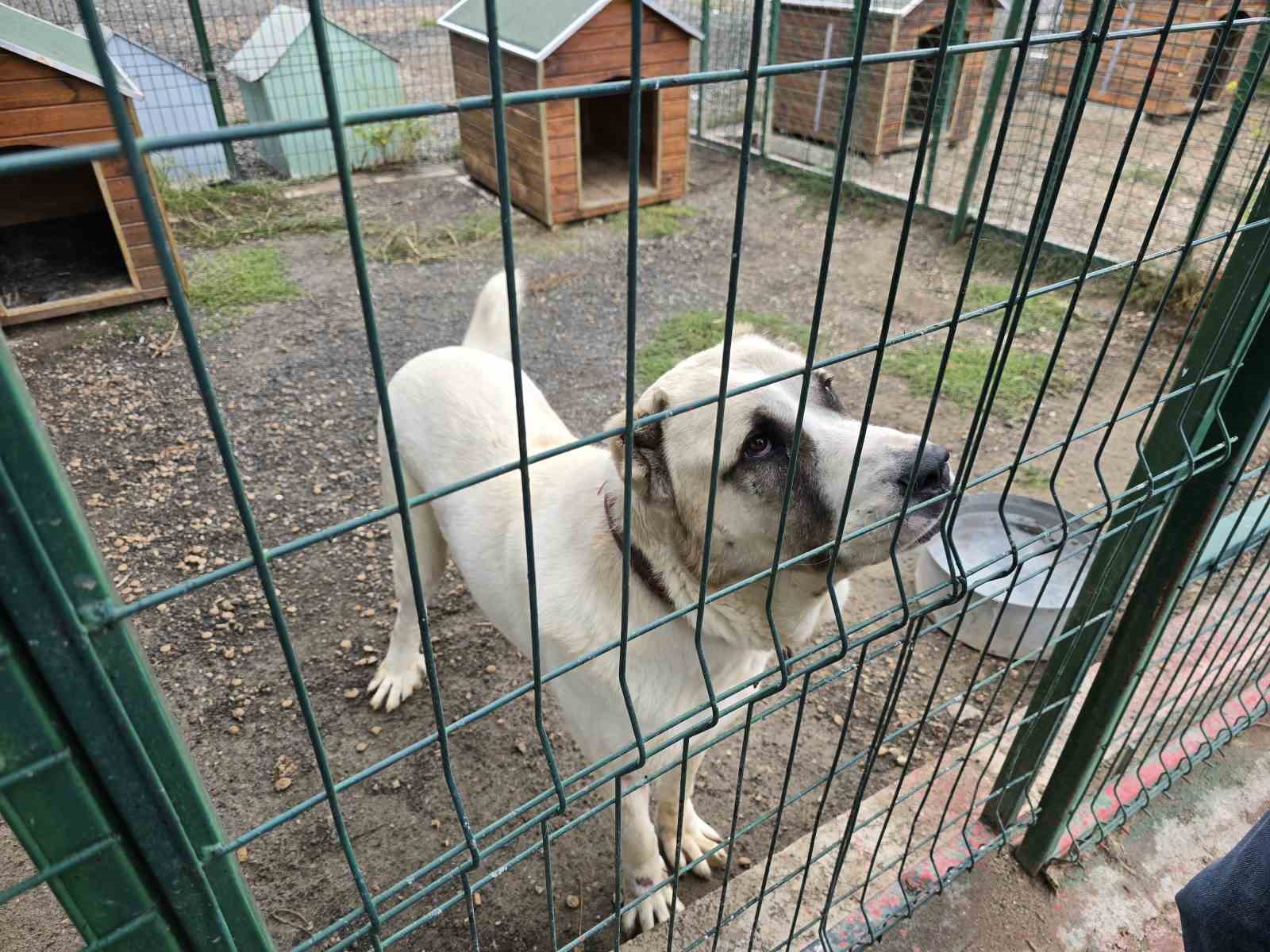 Yozgat Belediyesi Evcil Köy örnek oldu