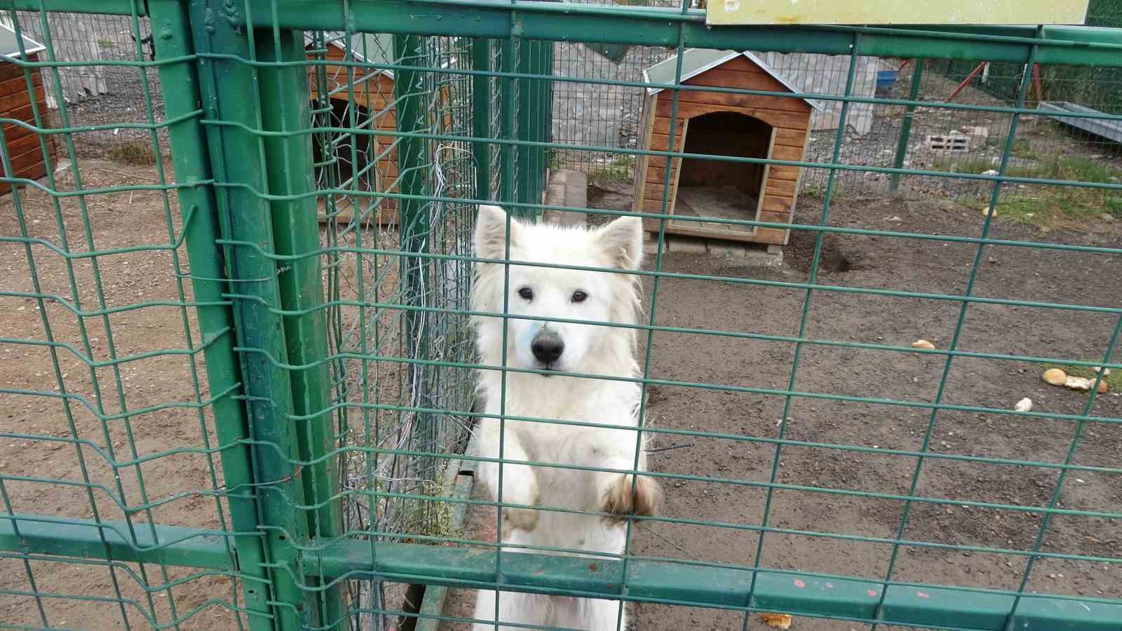 Yozgat Belediyesi Evcil Köy örnek oldu