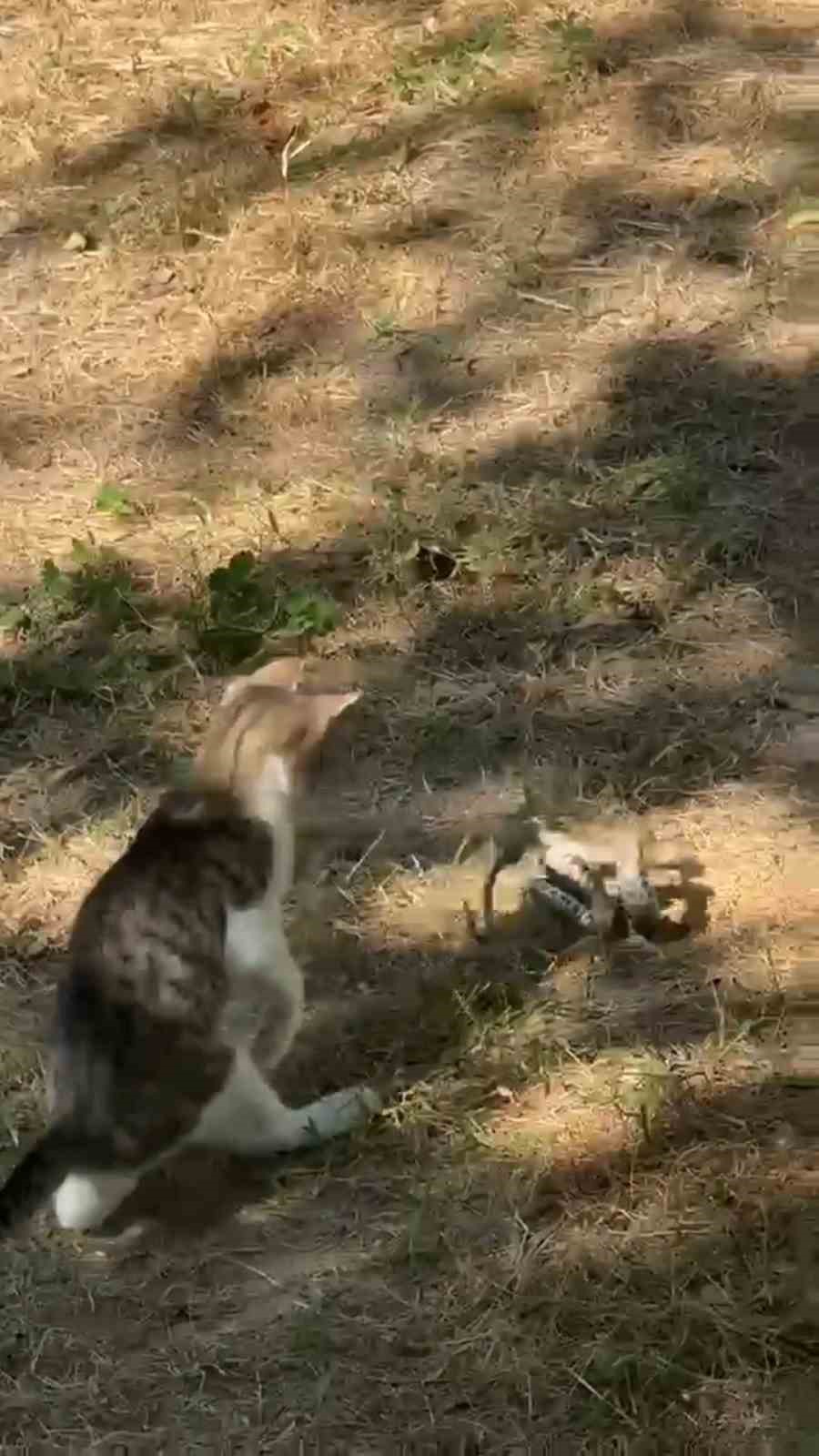Edirne’de kedi ile yılanın mücadelesi kamerada