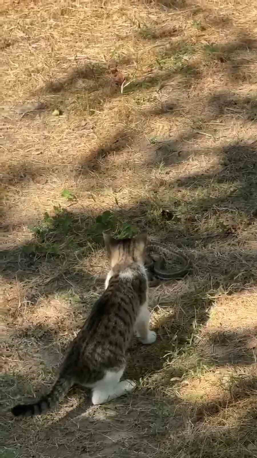Edirne’de kedi ile yılanın mücadelesi kamerada