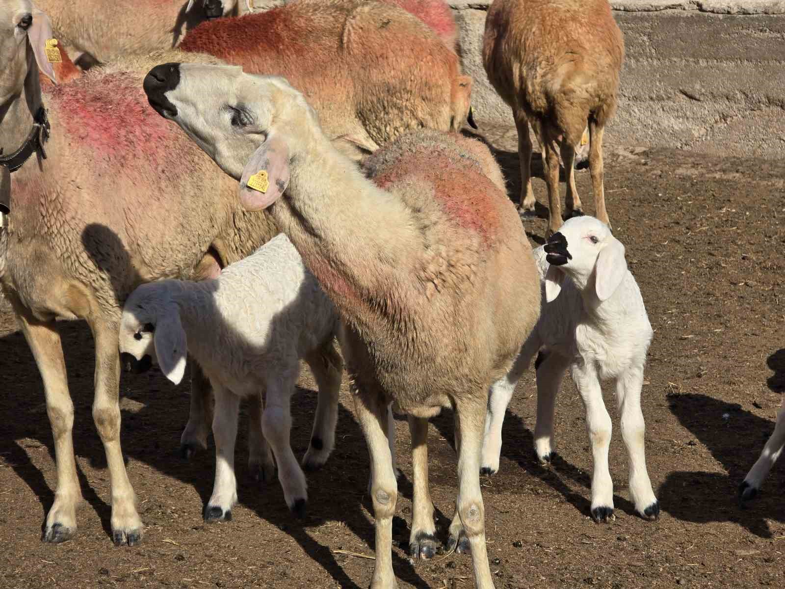 Çobanlık yapıyordu, şimdi kendi sürüsünün başına Afgan çoban getirdi