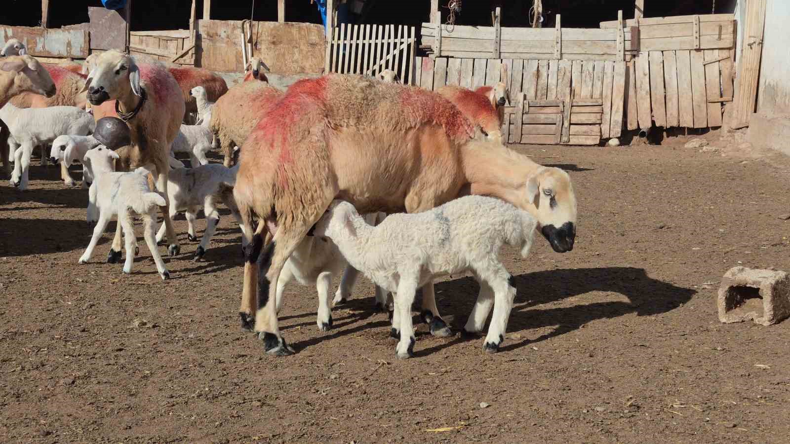 Çobanlık yapıyordu, şimdi kendi sürüsünün başına Afgan çoban getirdi