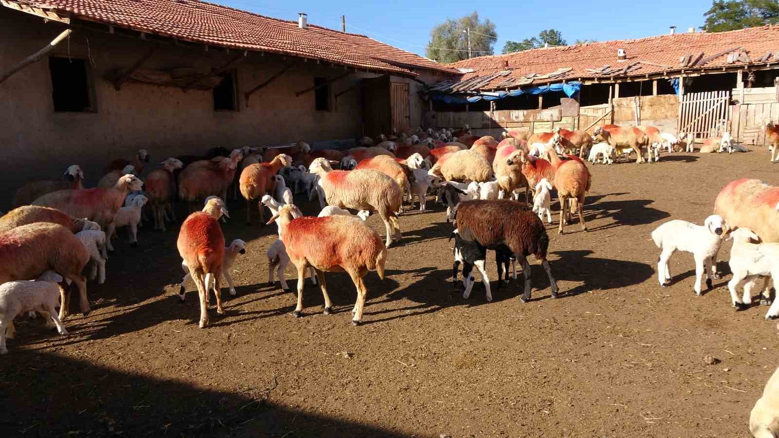 Çobanlık yapıyordu, şimdi kendi sürüsünün başına Afgan çoban getirdi