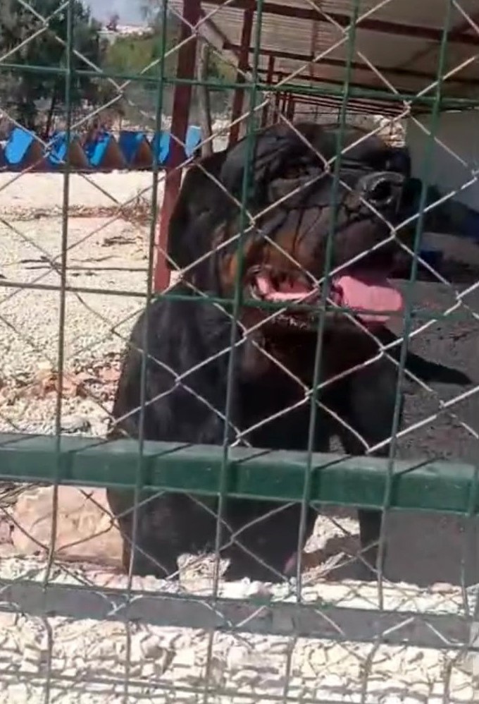 Sahipli köpeğin saldırdığı adam feci şekilde yaralandı