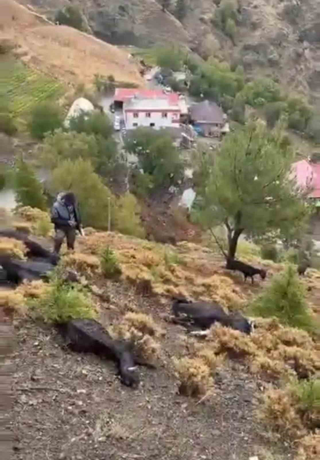 Kahramanmaraş’ta yıldırım düşmesi sonucu 20 keçi telef oldu