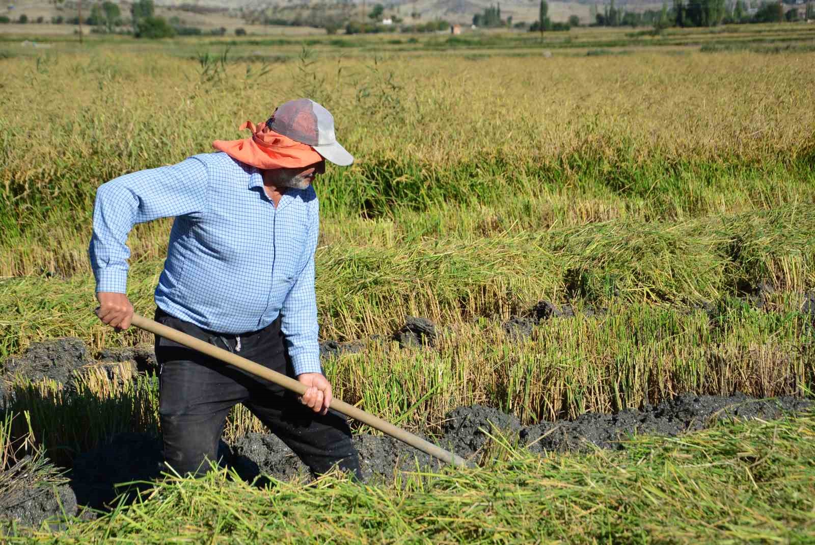 Pirinçte marka Osmancık’ta hasat mesaisi başladı