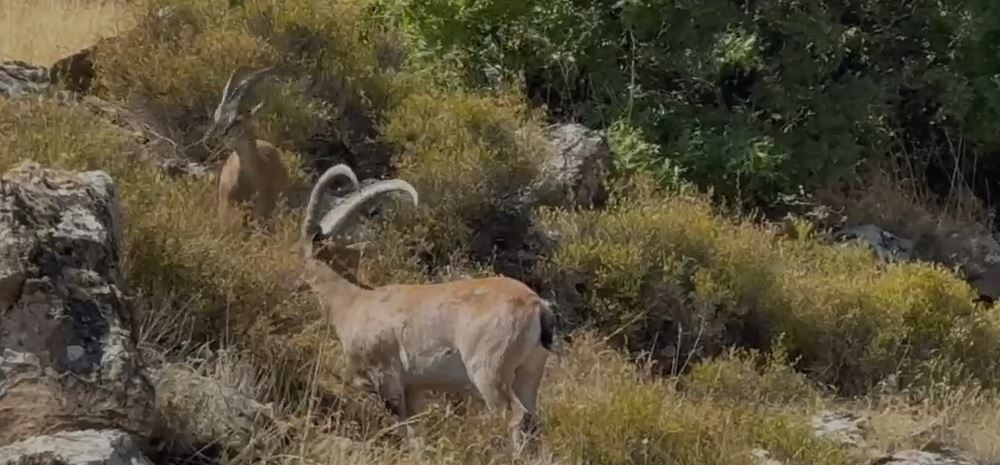 Elazığ’da koruma altındaki dağ keçileri sürü halinde görüntülendi
