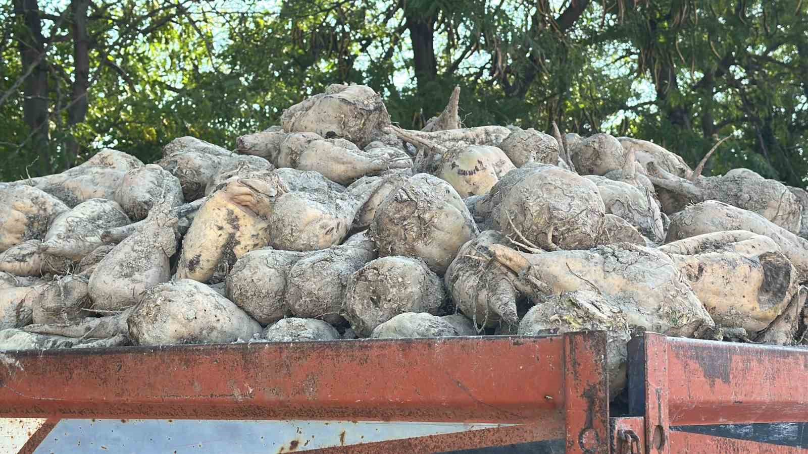 Burdur’da yaklaşık 640 bin ton şeker pancarı işlenecek
