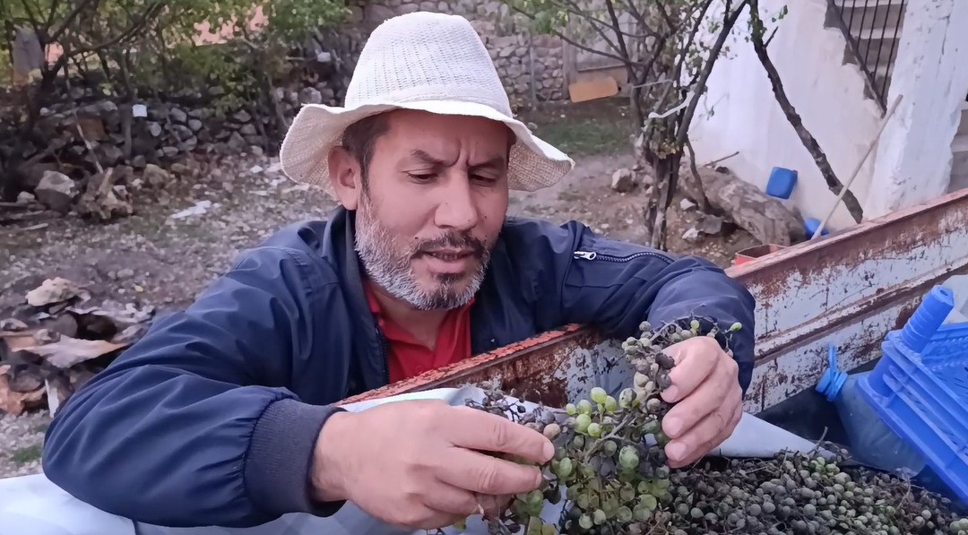 Sam hastalığından etkilenen üzümlerde verim düştü, üreticiler yetkililerden teknik destek bekliyor