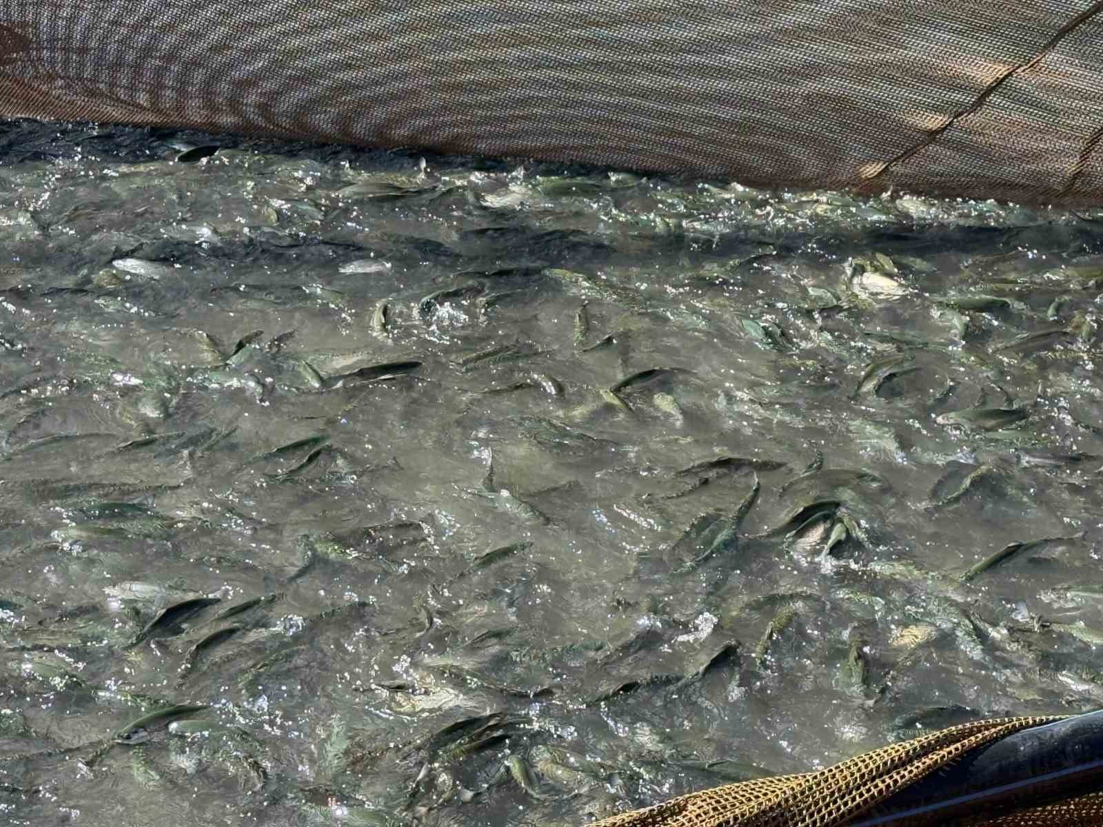 Tercan Baraj Gölü’nde su ürünleri üretimi büyüyor