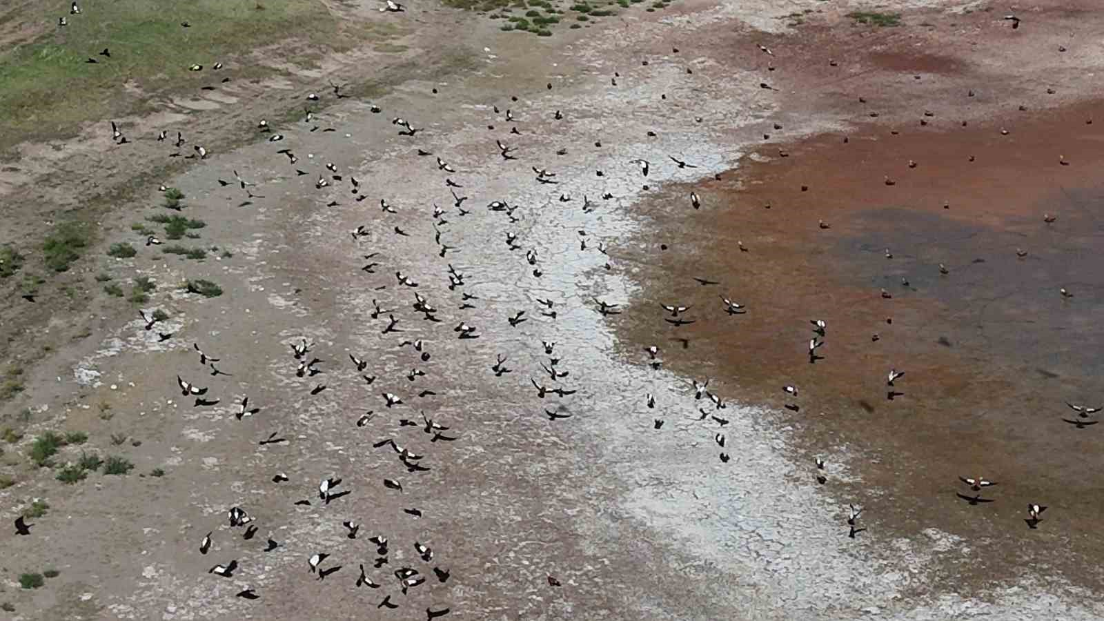 Yozgat’ta yüzlerce angut kuşunun gölet üzerindeki uçuşu dronla görüntülendi