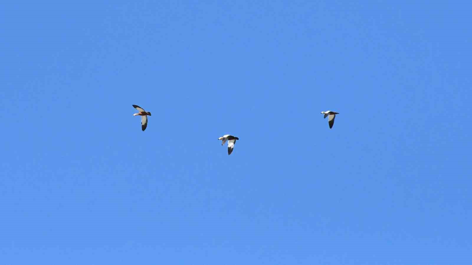 Yozgat’ta yüzlerce angut kuşunun gölet üzerindeki uçuşu dronla görüntülendi